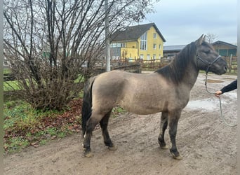 Konik, Wallach, 5 Jahre, 139 cm, Grullo