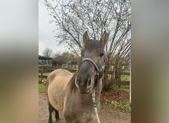 Konik, Wallach, 5 Jahre, 139 cm, Grullo