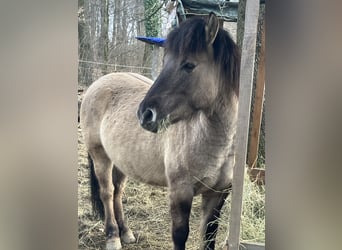 Konik, Wallach, 5 Jahre, 140 cm, Falbe