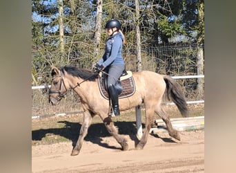 Konik, Wallach, 5 Jahre, 141 cm, Falbe