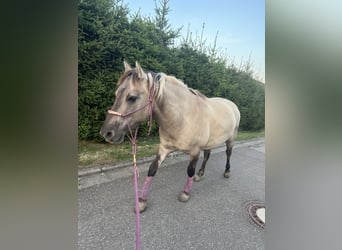 Konik, Wallach, 5 Jahre, 142 cm