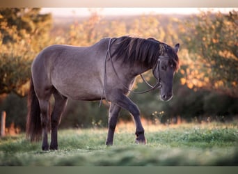 Konik, Wallach, 5 Jahre, 152 cm, Grullo