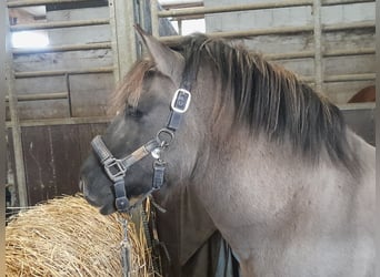 Konik, Wallach, 6 Jahre, 135 cm, Falbe