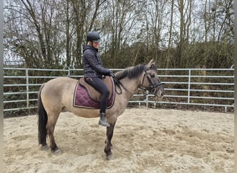 Konik, Wallach, 6 Jahre, 139 cm, Falbe