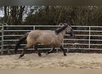 Konik, Wallach, 6 Jahre, 139 cm, Falbe