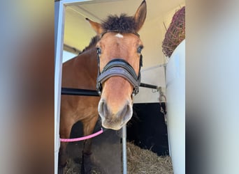 Konik, Wallach, 6 Jahre, 145 cm, Red Dun