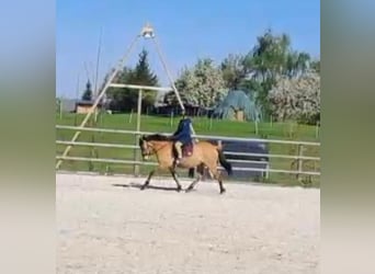 Konik, Wallach, 6 Jahre, 145 cm, Red Dun