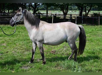 Konik, Wallach, 6 Jahre
