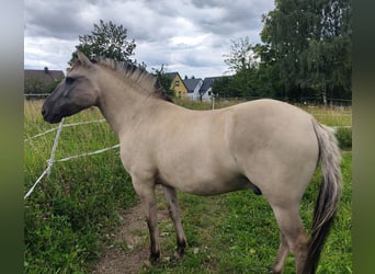 Konik, Wallach, 7 Jahre, 130 cm