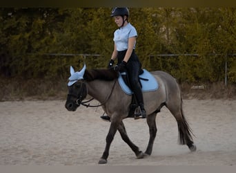 Konik, Wallach, 7 Jahre, 132 cm, Falbe