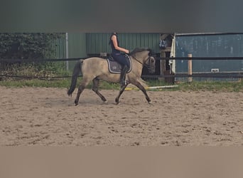 Konik, Wallach, 7 Jahre, 135 cm, Falbe