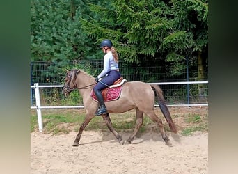 Konik, Wallach, 7 Jahre, 143 cm, Falbe