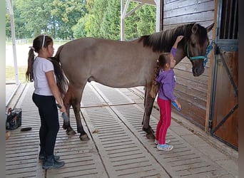 Konik, Wallach, 7 Jahre, 143 cm, Falbe