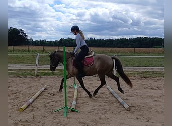 Konik, Wallach, 7 Jahre, 143 cm, Falbe