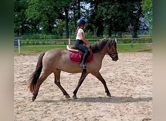 Konik, Wallach, 7 Jahre, 143 cm, Falbe
