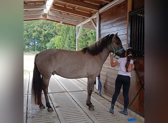 Konik, Wallach, 7 Jahre, 143 cm, Falbe