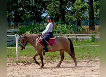 Konik, Wallach, 7 Jahre, 143 cm, Falbe