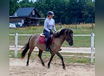Konik, Wallach, 7 Jahre, 143 cm, Falbe