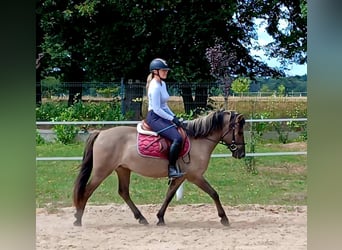 Konik, Wallach, 7 Jahre, 143 cm, Falbe