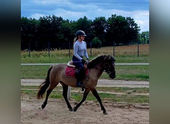Konik, Wallach, 7 Jahre, 143 cm, Falbe