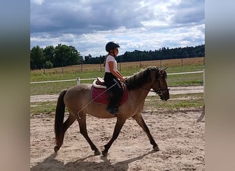 Konik, Wallach, 7 Jahre, 143 cm, Falbe