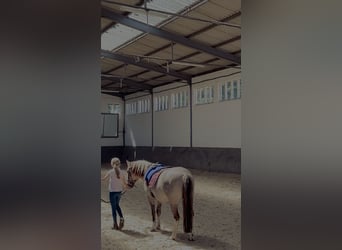 Konik, Wallach, 8 Jahre, 127 cm, Falbe