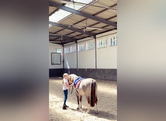 Konik, Wallach, 8 Jahre, 127 cm, Falbe