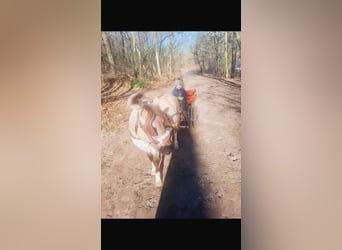 Konik, Wallach, 8 Jahre, 127 cm, Falbe