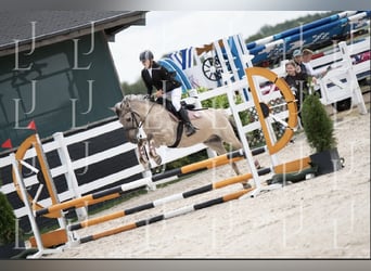 Konik, Wallach, 8 Jahre, 141 cm