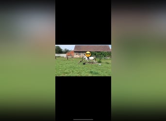 Konik, Yegua, 11 años, 135 cm, Tordo