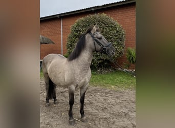 Konik, Yegua, 11 años, 136 cm, Grullo