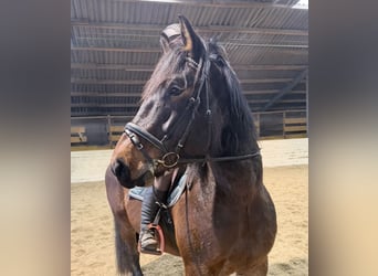 Konik, Yegua, 11 años, 140 cm, Bayo