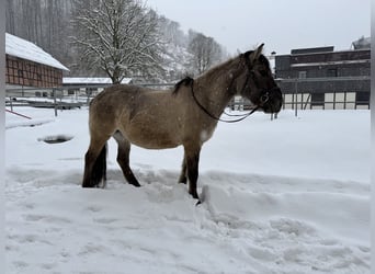 Konik, Yegua, 11 años, 145 cm