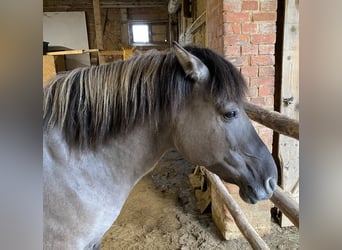 Konik, Yegua, 15 años, 137 cm