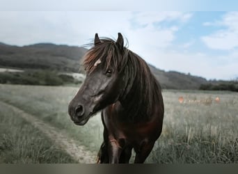 Konik Mestizo, Yegua, 16 años, 120 cm, Negro