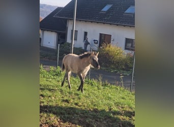 Konik, Yegua, 1 año, 135 cm, Bayo