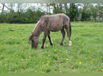 Konik Mestizo, Yegua, 1 año, 146 cm