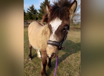 Konik, Yegua, 1 año, Palomino