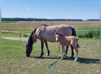 Konik, Yegua, 1 año, Palomino
