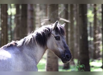 Konik, Yegua, 23 años, 125 cm, Bayo