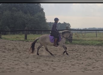 Konik Mestizo, Yegua, 3 años, 129 cm, Bayo