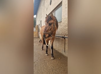 Konik Mestizo, Yegua, 3 años, 130 cm, Bayo