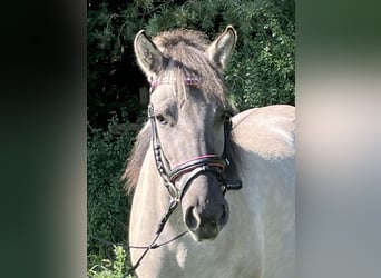 Konik, Yegua, 3 años, 130 cm, Grullo