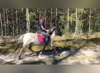 Konik, Yegua, 4 años, 135 cm, Bayo