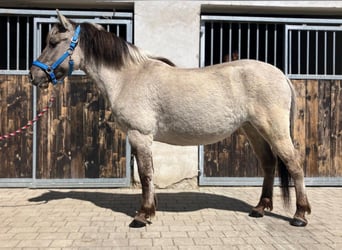 Konik, Yegua, 4 años, 135 cm, Bayo