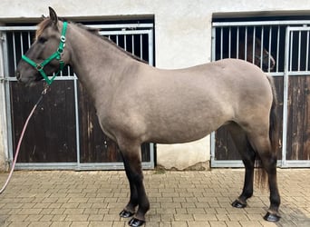 Konik, Yegua, 4 años, 143 cm, Red Dun/Cervuno