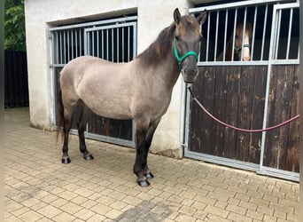 Konik, Yegua, 4 años, 143 cm, Red Dun/Cervuno