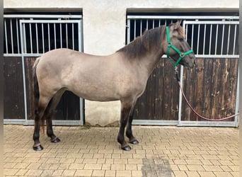 Konik, Yegua, 4 años, 143 cm, Red Dun/Cervuno