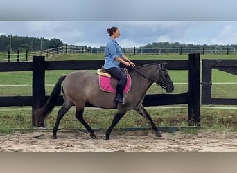 Konik, Yegua, 4 años, 145 cm, Bayo