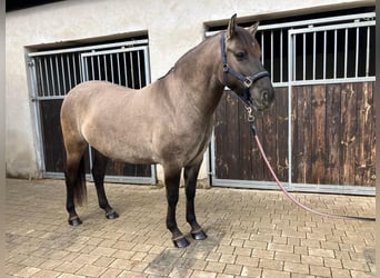 Konik, Yegua, 4 años, 145 cm, Bayo
